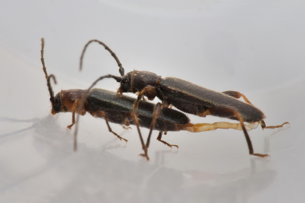 Cerambycidae in accoppiamento:  Poecilium lividum